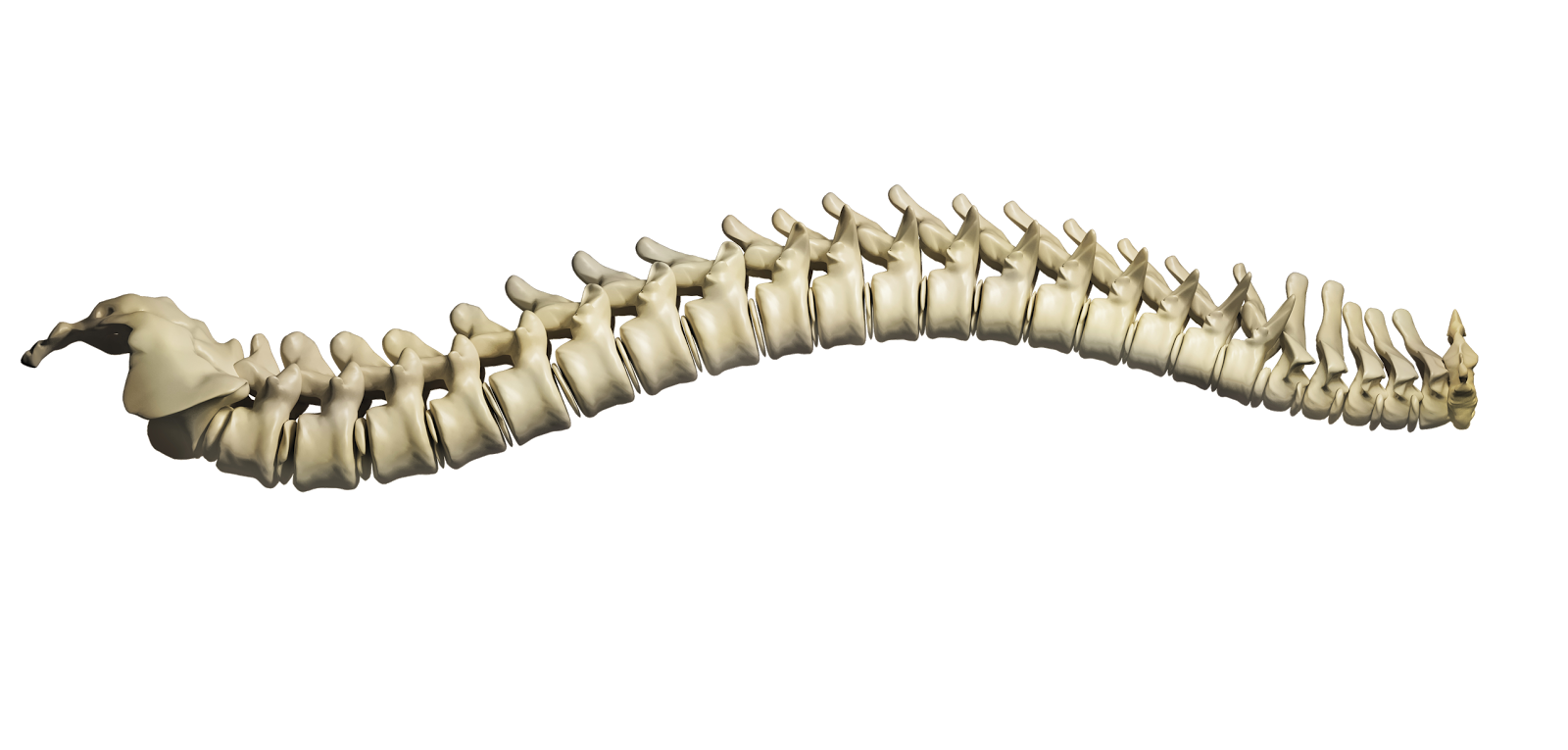 Spine-Long